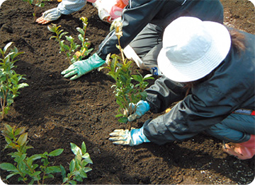 Fixed planting - transfering seedlings from the nursery to their permanent place in the field