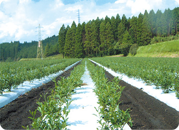 Management of the young tea bushes