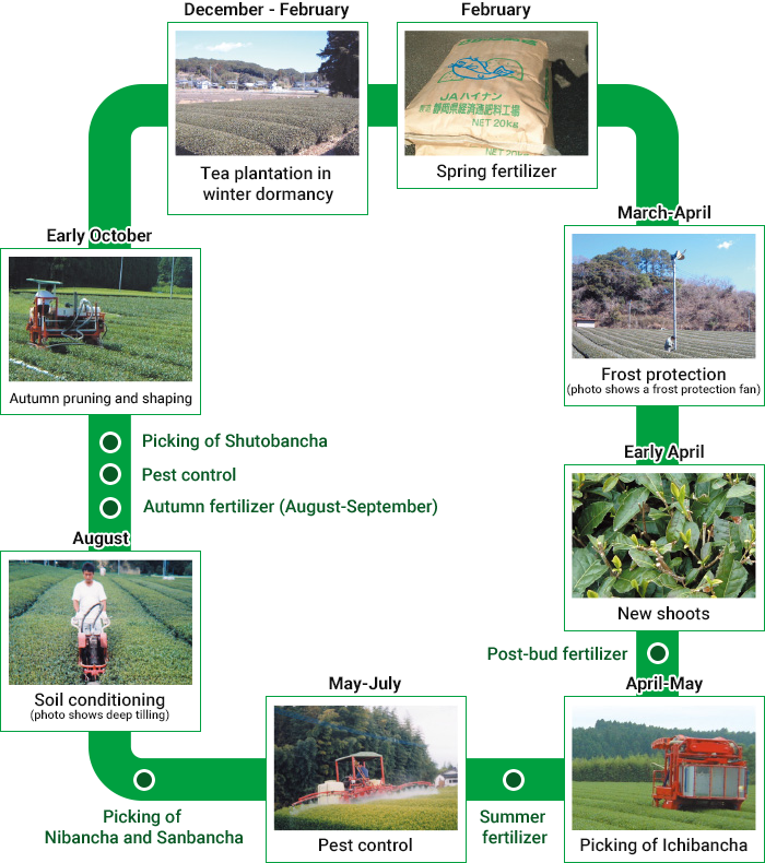 Tea Plantation's Annual Work Cycle