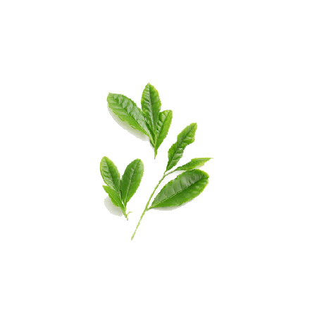 Green tea leaf