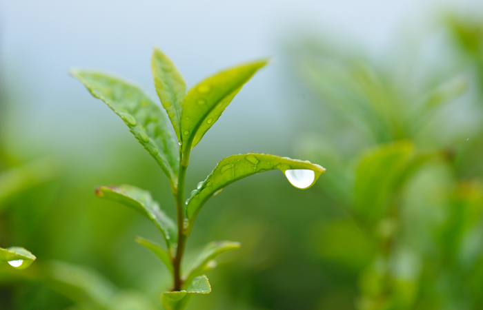 No.1 Green Tea Brand in Japan Oi Ocha