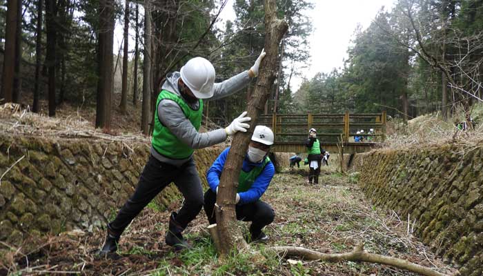 Employees felling a tree in a river