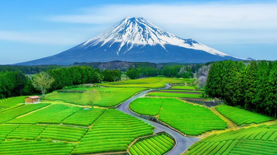 Where Do Green Tea and Matcha Come From? Origin, History, and Regions