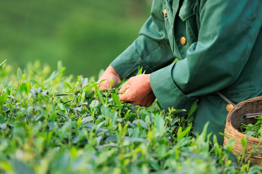 Where Did Tea Come From? The Ancient Origin of Tea